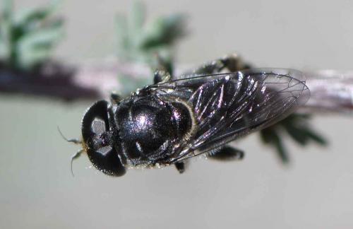 Eumerus obliquus
